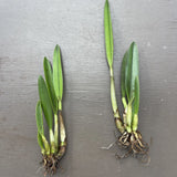 Orchid live rupicola Laelia rupestris - bare root Orchids