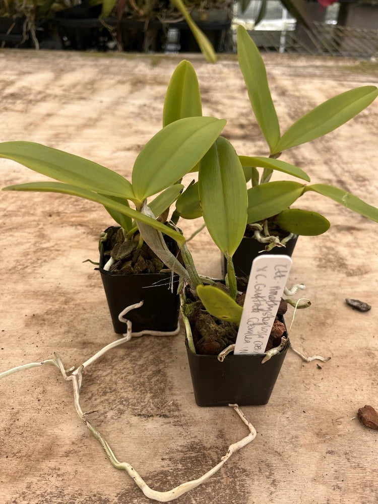 Potted orchid plants with green leaves, dark pots, hanging plant tags
