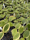 ORCHID PLANT Mini phals 2 inch pot w tag Vargated  leaf one plant Orchids