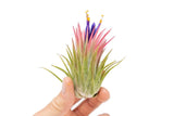 Large Tillandsia Ionantha Rubra Air Plants - Live - Indoor/Outdoor House Decor Green Plant
