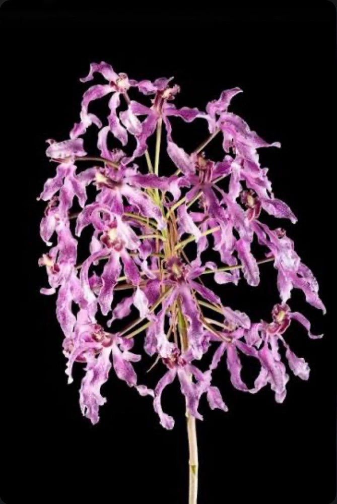 Pink and purple orchid blooms with branching stems