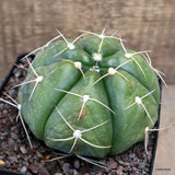 D417 GYMNOCALYCIUM HORSTII pot12-H7-W11 cm MaMa Cactus Green Plant