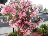 6 Oleander PINK Live Flower Plant Cuttings 6" For Propagation Ready To Root Flowering Plants