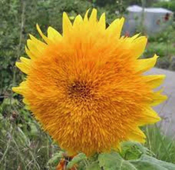 SUNFLOWER, GIANT SUNGOLD 500 SEEDS LARGE BEAUTIFUL VIVID COLORFUL BLOOMS Sunflower