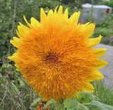 SUNFLOWER, GIANT SUNGOLD 500 SEEDS LARGE BEAUTIFUL VIVID COLORFUL BLOOMS Sunflower