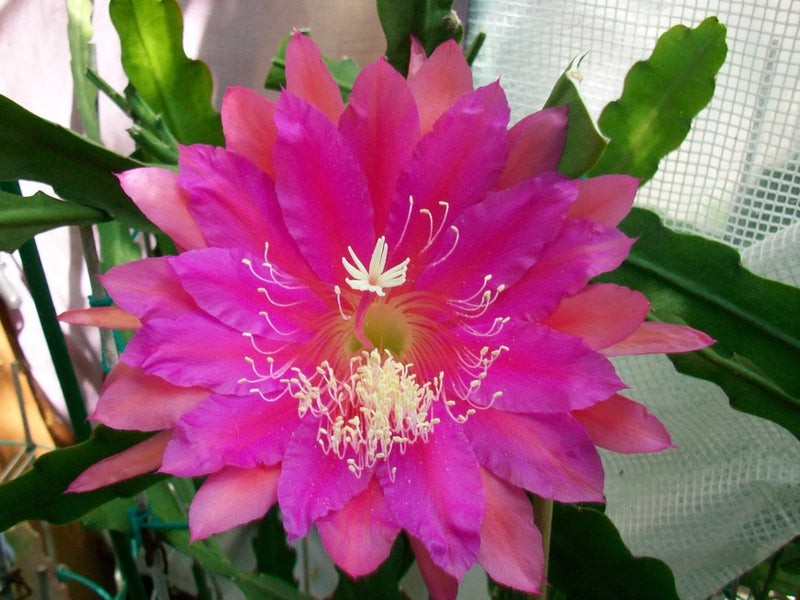 Epiphyllum cutting orchid with vivid pink-purple blossom and spiky leaves