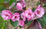 25+ Scarlet Brandywine Crabapple Seeds - Garden Planting - USA - FREE SHIPPING! Garden Plants
