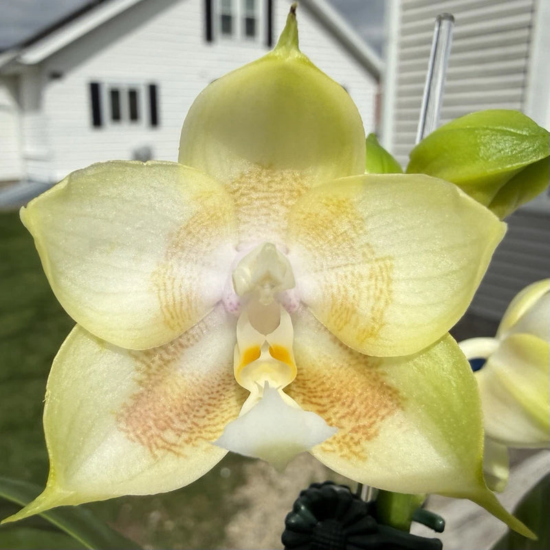 Pale yellow-green Phalaenopsis orchid bloom with ruffled white center and yellow throat