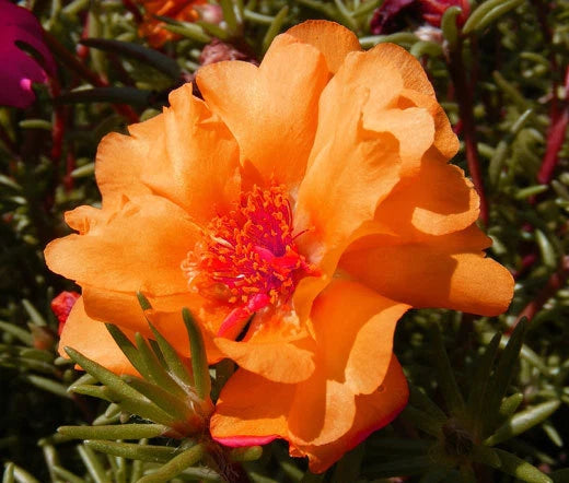 MOSS ROSE ORANGE Portulaca Grandiflora - 1,250 Bulk Seeds Garden Plants