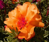 MOSS ROSE ORANGE Portulaca Grandiflora - 1,250 Bulk Seeds Garden Plants