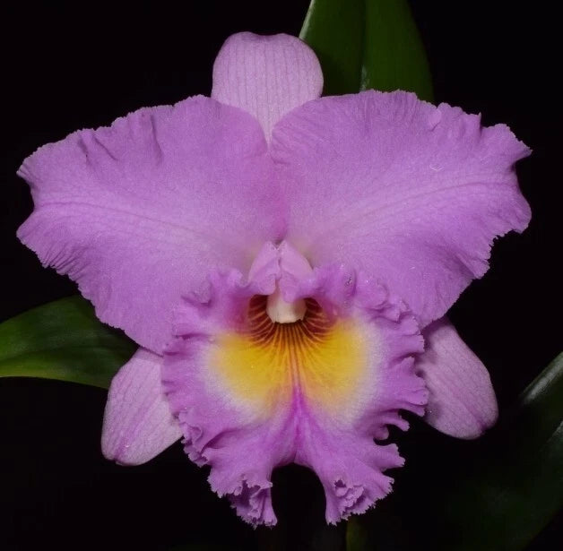 Purple orchid flower with yellow center and ruffled petals