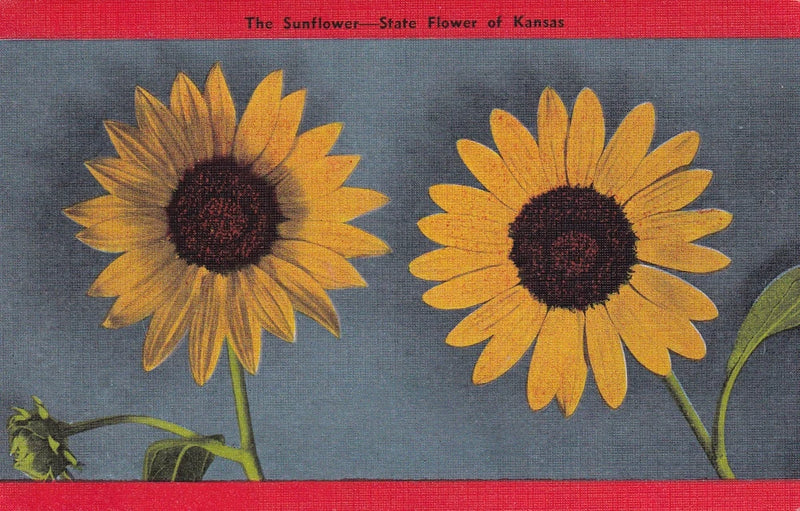 Kansas sunflower postcard featuring two illustrated yellow sunflowers with dark centers
