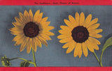 Sunflower State Flower of Kansas Postcard C13 Sunflower