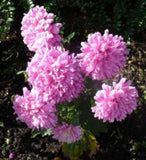 30 DUCHESS CORAL PAEONY ASTER French Peony Callistephus Flower Seeds *Comb S/H Peony