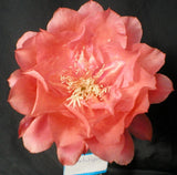 Epiphyllum, Orchid Cactus, " MARTINIQUE ", Don's Quart pots MAR/4 Orchids