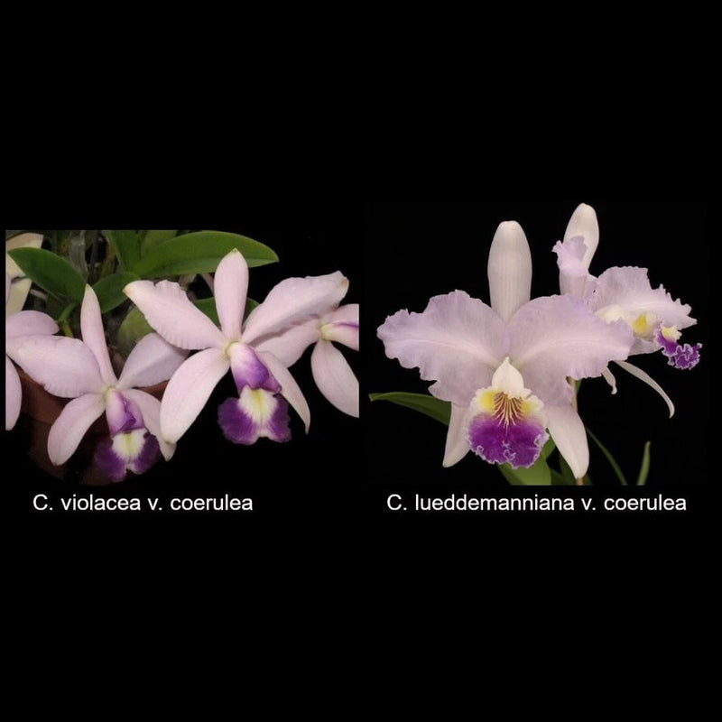 White and lavender orchid plant with two blooms and green leaves