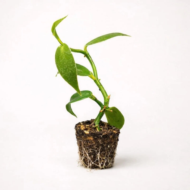 Orchid vine live plant starter plug with green leaves in soil plug