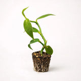 PLANT NOOK Madagascar Vanilla Bean Orchid Vine Live Plant Starter Plug 2-Pack | Orchids