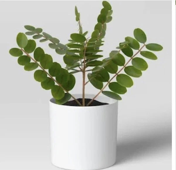 Potted Faux Plant  Indoor  Decorative Green Artificial _Flower (2 Small Pots) Green Plant