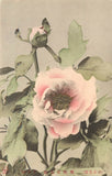 Hand Colored Japanese Art Postcard Pink Peony Flower, Naniwaya & Co Peony