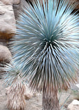BEAKED YUCCA, yuca rostrata Big Bend agave garden aloe tree-like seed - 15 SEEDS Garden Plants
