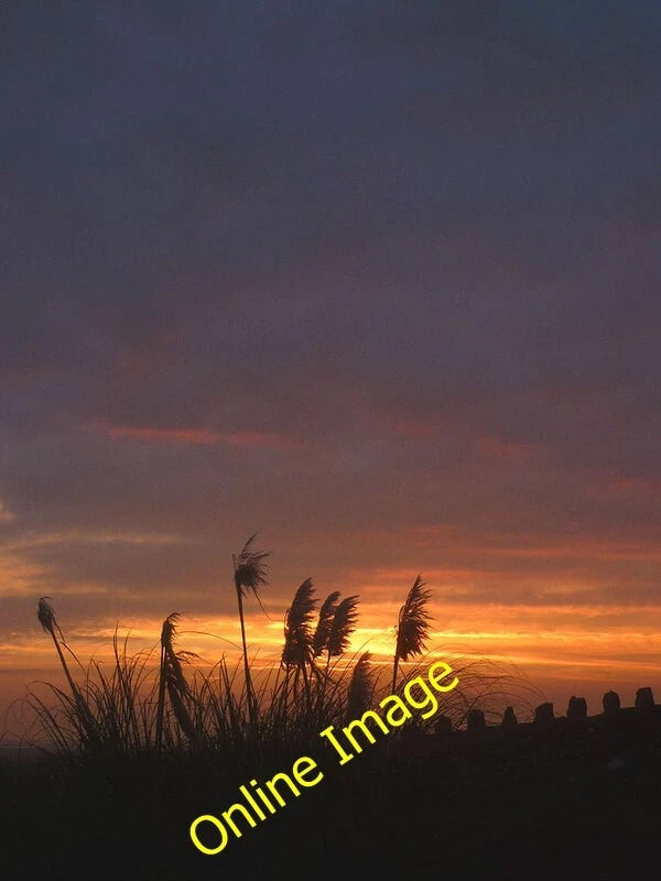 Photo 6x4 Pampas at sundown, Crag Road Carnforth Pampas grass flutters in c2014 Pampas Grass