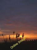 Photo 6x4 Pampas at sundown, Crag Road Carnforth Pampas grass flutters in c2014 Pampas Grass