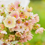 200+ Apricot Lemonade Cosmos Seeds for Garden Planting - USA - FREE SHIPPING! Garden Plants