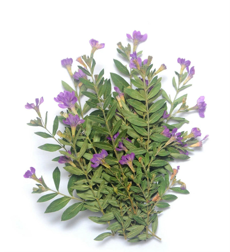Pressed purple flowers with green leaves for resin and card making