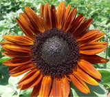 1 Pack 20 Terracotta Golden Sunflower Seeds Turnsole Helianthus Garden Flowers Sunflower