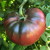 Cherokee Purple Tomato Seeds Heirloom Slicing Non Gmo Garden Plant Garden Plants