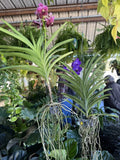 Orchid Vanda Plant Orchids