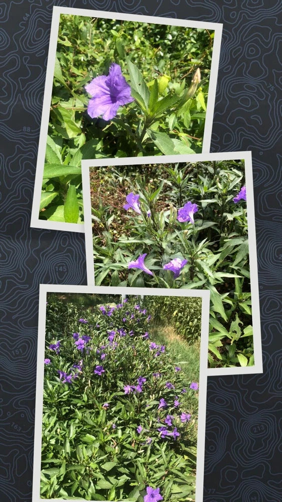 10 Live Bare Rooted Mexican Petunia  Plants (Ruellia Simplex) . Green Plant