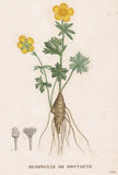 Renoncule Montagne Ranunculus flower Botanic copperplate engraving Saint-Hilaire Ranunculus