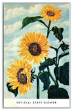Kansas KS Official State Flower Sunflower Chrome Postcard Sunflower