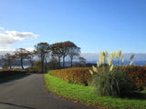 Photo 6x4 The incongruity of Pampas Grass Kelhurn The road leading from C c2017 Pampas Grass
