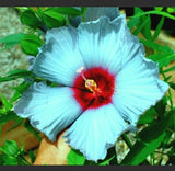 ____ MADAGASCAR HIBISCUS MOSCHEUTOS Hibiscus seed pack 10 Rose Of Sharon HSS785 Orchids