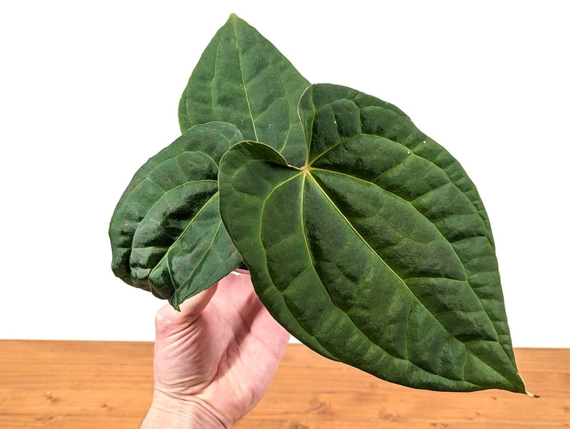 Anthurium Raven Soul plant with large dark-green velvety leaves