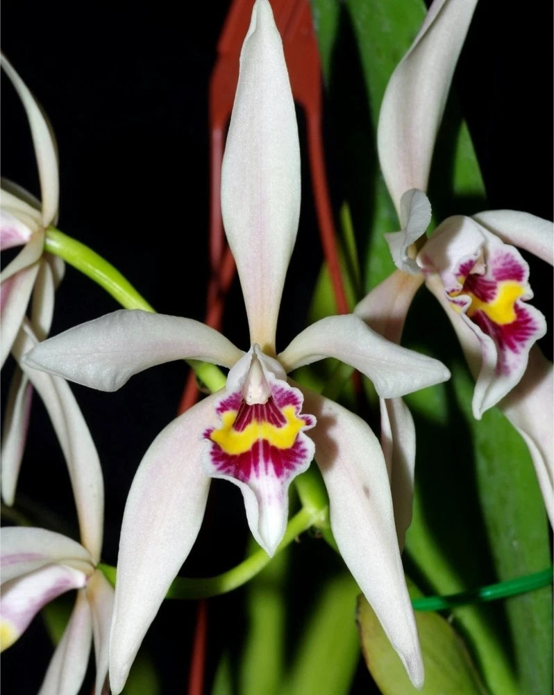 Live orchid plant with white star-shaped blooms, purple-and-yellow throats, and green leaves