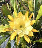 GOLD MEDAL Epiphyllum Orchid Cactus Succulents Orchids