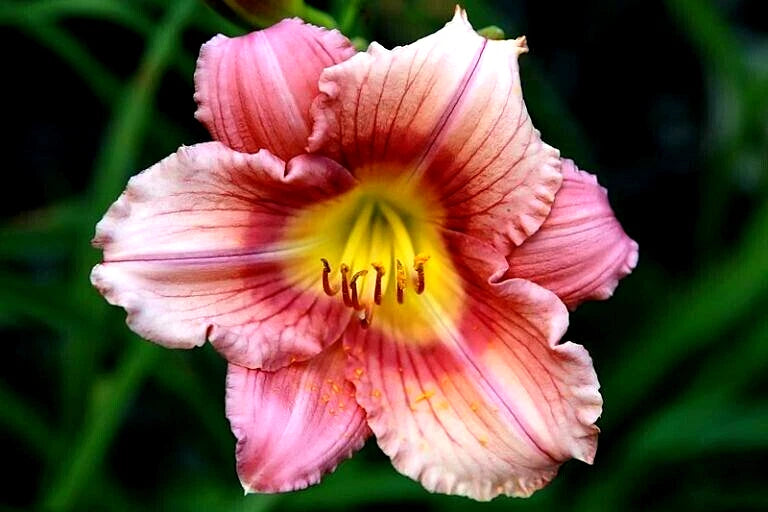 5 STEPHANIE RETURNS DAYLILY SEEDS - Hemerocallis 'Stephanie Returns' Flowering Plants