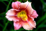 5 STEPHANIE RETURNS DAYLILY SEEDS - Hemerocallis 'Stephanie Returns' Flowering Plants