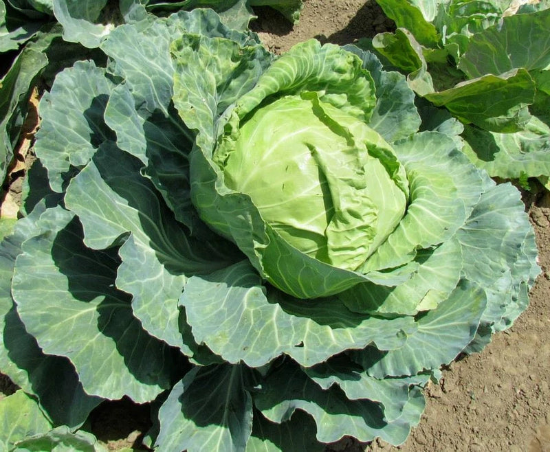 Golden Acre Cabbage Seeds  | NON-GMO | Heirloom | Fresh Garden Seeds Garden Plants
