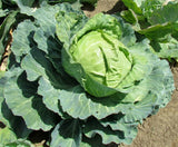 Golden Acre Cabbage Seeds  | NON-GMO | Heirloom | Fresh Garden Seeds Garden Plants