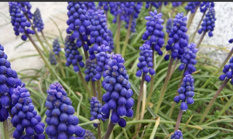 20 Grape Hyacinth Bulbs Muscari Armeniacum Live Plant Bulbs Purple Bell Garden Garden Plants