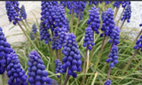 20 Grape Hyacinth Bulbs Muscari Armeniacum Live Plant Bulbs Purple Bell Garden Garden Plants