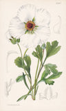 Ranunculus Asiaticus flower botany flower botany lithograph Curtis 9380 Ranunculus