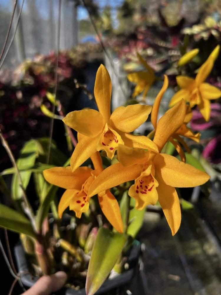Yellow orchid flowers with layered petals and dark speckles at the center