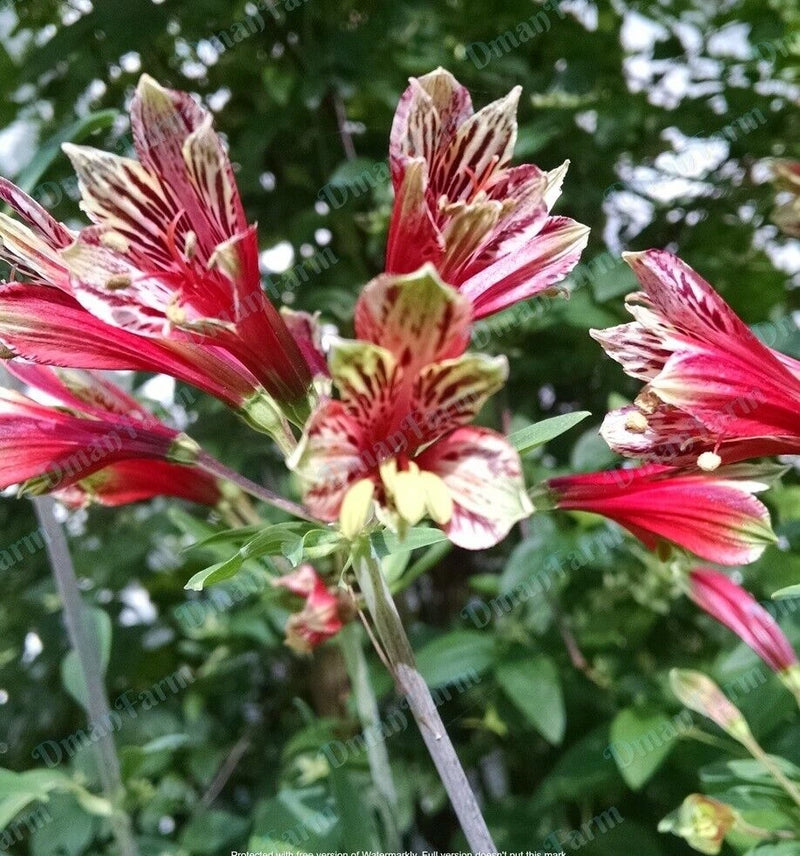 Parrot lily bloom with red-and-white striped petals and yellow center
