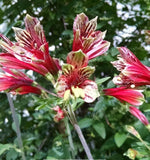 Alstroemeria Psittacine Parrot Flower Peruvian Princess Lily Tubers Lily